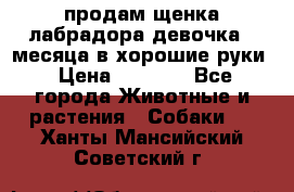 продам щенка лабрадора девочка 2 месяца в хорошие руки › Цена ­ 8 000 - Все города Животные и растения » Собаки   . Ханты-Мансийский,Советский г.